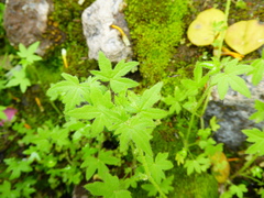 Bowlesia sodiroana