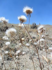 Chionopappus benthamii