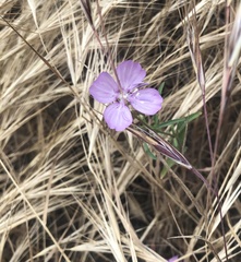 Clarkia bottae