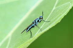 Eudmeta marginata