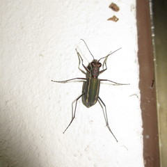 Cicindela interruptofasciata