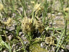 Carex douglasii