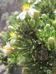 Diplostephium tacorense