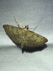 Herpetogramma theseusalis