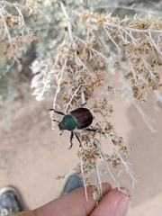 Paracotalpa