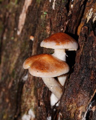 Gymnopilus allantopus