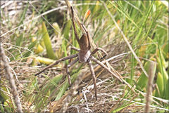 Neosparassus patellatus