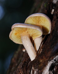 Gymnopilus allantopus