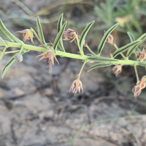 Hermannia tomentosa image