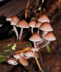 Mycena clarkeana