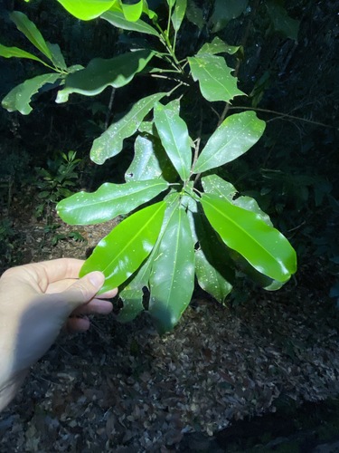 Image of Silver Aspen (Acronychia wilcoxiana) by (c) Greg Tasney, some rights reserved (CC BY-SA)
