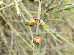 Ephedra americana