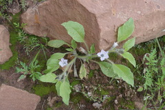 Exodeconus pusillus