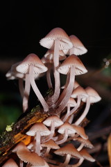 Mycena clarkeana