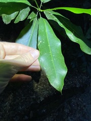 Acronychia wilcoxiana