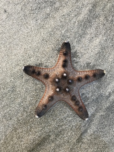 Chocolate Chip Sea Star, photo 5 of 7
