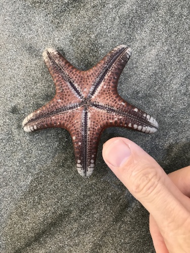 Chocolate Chip Sea Star, photo 6 of 7