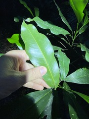 Acronychia wilcoxiana