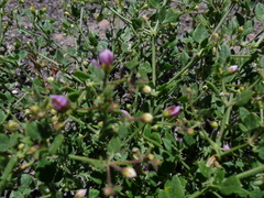 Fagonia chilensis