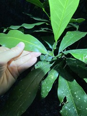 Acronychia wilcoxiana