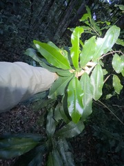 Acronychia wilcoxiana