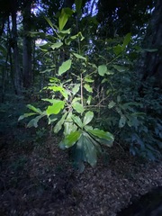 Acronychia wilcoxiana