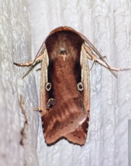 Ochropleura implecta