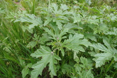 Fuertesimalva chilensis