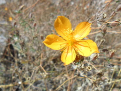 Mentzelia scabra chilensis