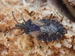Aradus proboscideus