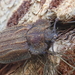 Calitys scabra - Photo (c) Ryan Durand, some rights reserved (CC BY-NC), uploaded by Ryan Durand
