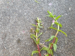 Limnophila aromatica