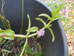 Limnophila aromatica