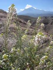 Neuontobotrys lanata