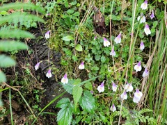 Mazus alpinus