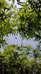 Milvus migrans formosanus