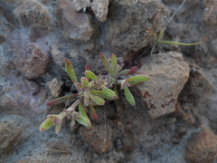 Chorizanthe commisuralis