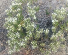 Eremogone franklinii