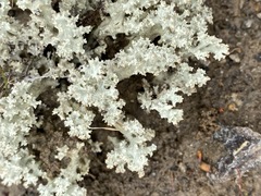 Cladonia caroliniana