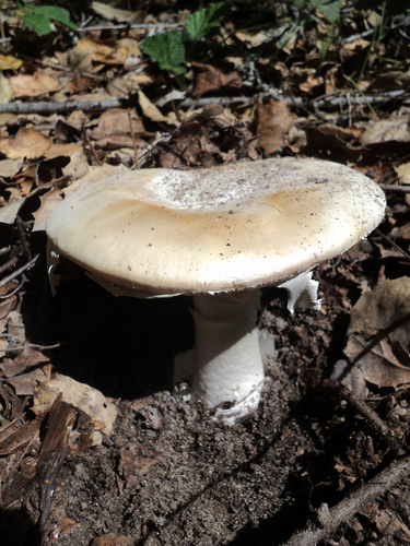 Western Destroying Angel