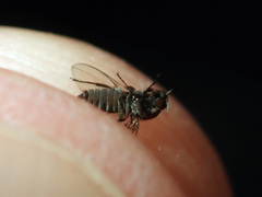 Austrosimulium