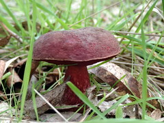 Boletus barragensis