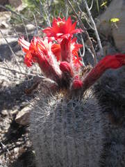 Oreocereus hempelianus