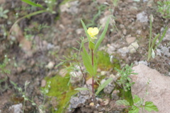 Oenothera verrucosa