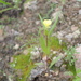 Oenothera verrucosa - Photo (c) danplant, algunos derechos reservados (CC BY-NC), subido por danplant