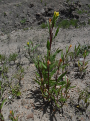 Oenothera verrucosa