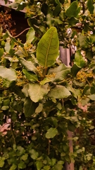 Beilschmiedia miersii