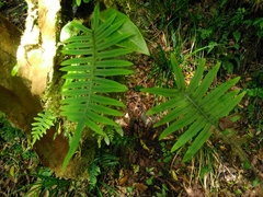 Polypodiodes amoena