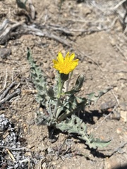 Crepis occidentalis