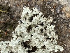 Cladonia caroliniana